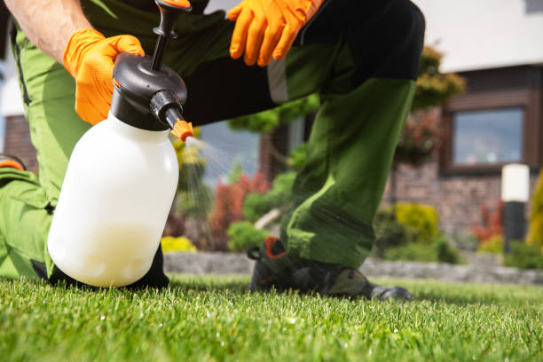 Best Flea Control Services  in East Harwich, MA