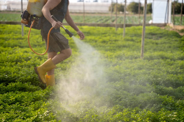Best Ant Control Services  in East Harwich, MA