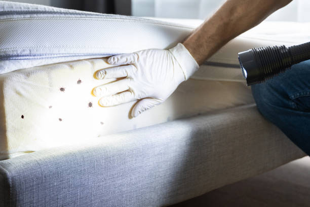 Best Affordable Pest Control Services  in East Harwich, MA